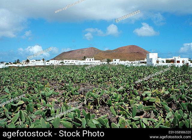 Opuntien Feld auf Lanzarote