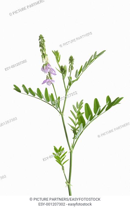 Twig of blooming Galega officinalis on white background