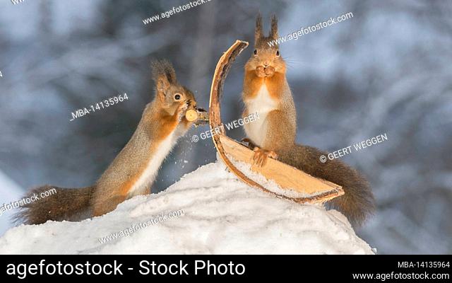 close up of red squirrels which are pussing and standing on a sleigh in snow