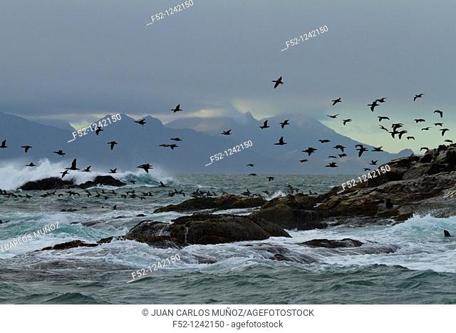 Cape Cormorants (Phalacrocorax capensis), Seal Island, False Bay, South Africa