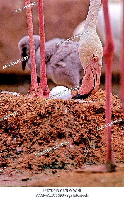 Greater Flamingo And Egg In Nest (Phoenicopterus Ruber) Namibia, Africa