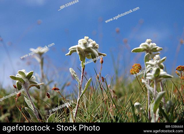 Alpine edelweiss (Leontopodium alpinum), Haute Savoie, Alps, France, Europe