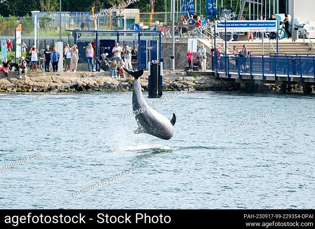 17 September 2023, Schleswig-Holstein, Travemünde: A dolphin jumps out of the water in the Trave off Priwall. Photo: Jonas Walzberg/dpa