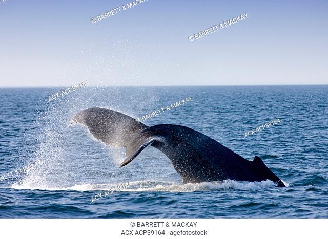 Humpback Whale, Megaptera novaeangliae, Bay of Fundy, New Brunswick, Canada