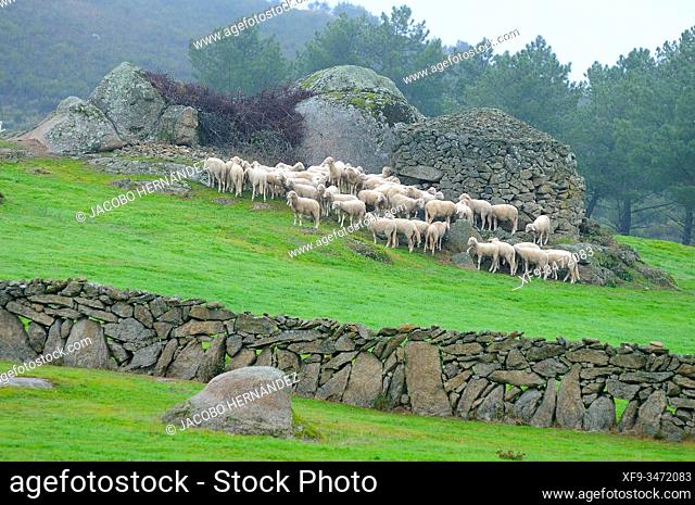 Flock of sheep. Aldeadávila de la Ribera. Arribes del Duero Natural Park. Salamanca province. Castilla y León. Spain