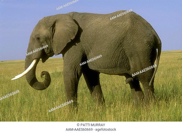 African Elephant male (Loxodonta africana) Masai Mara Reserve - Kenya