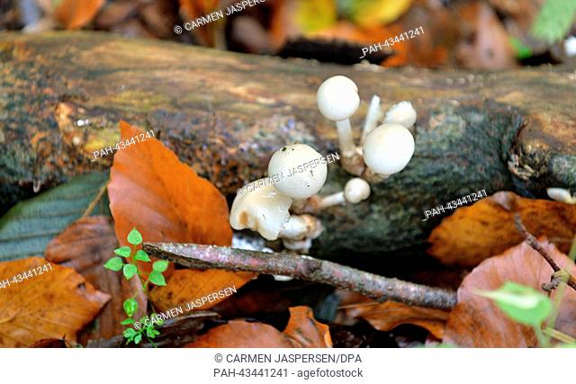 The porcelain fungus (oudemansiella mucida) grows out of a tree stub in the forest of the natural reserve Hasbruch near Hude, Germany, 13 October 2013