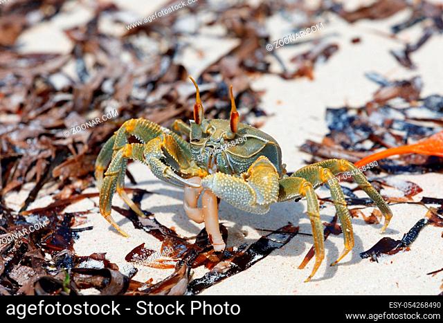 Crab on paradise sand beach in Antsiranana in low tide, Diego Suarez bay, Indian ocean, Madagascar beautiful virgin nature wilderness