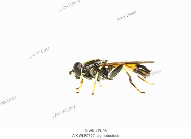 Orange-belted Hoverfly, Xylota segnis