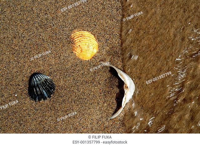 Three shells in the sea