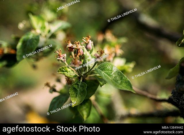 Blooming of the apple
