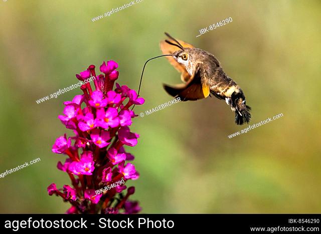 Hummingbird hawk-moth (Macroglossum stellatarum), flying, sucking nectar on flower of butterfly-bush (Buddleja davidii), Hesse, Germany, Europe