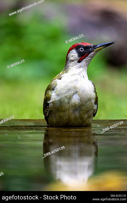 France, Brittany, Ille et Vilaine), Green Woodpecker ( Picus viridis) bathing in a pond in the forest