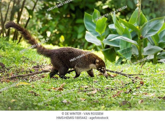 Costa Rica, Alajuela, Volcan Arenal National Park, White-nosed coati (Nasua narica)