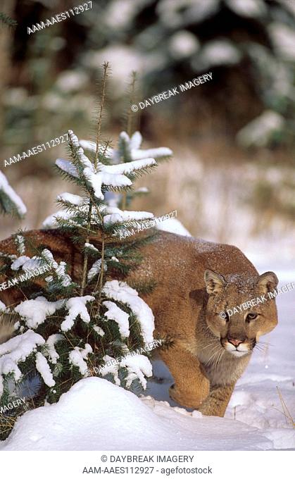 Cougar aka Puma (Felis concolor) Winter MT