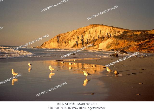 Massachusetts, Martha’S Vineyard, Gay Head. Seagulls Standing On Beach Near Ocean