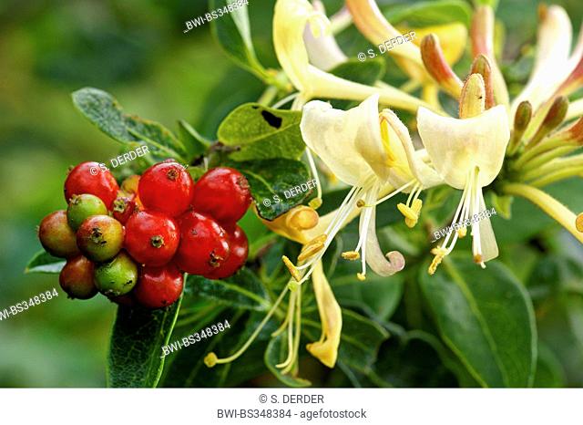 woodbine honeysuckle, English wild honeysuckle (Lonicera periclymenum), mith flowers and fruits, Germany, North Rhine-Westphalia