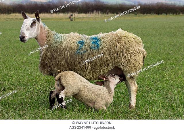 Livestock - Blue Faced Leicester ewe with suckling lamb / North Yorkshire, England, United Kingdom