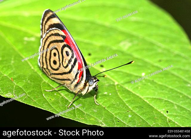 Tropical Butterfly, Rainforest, Napo River Basin, Amazonia, Ecuador, America