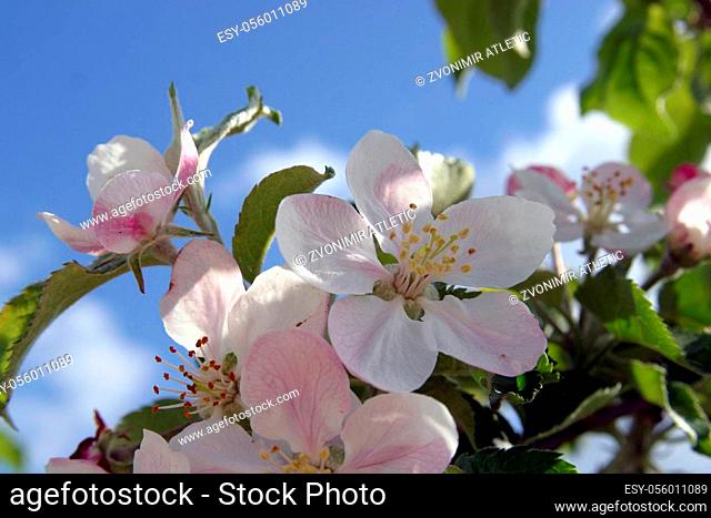 Close up of fruit flowers in the earliest springtime