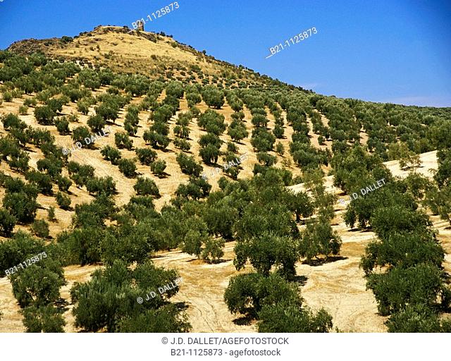 Olive trees landscape near Fuente Tojar, Cordoba province, Andalusia, Spain
