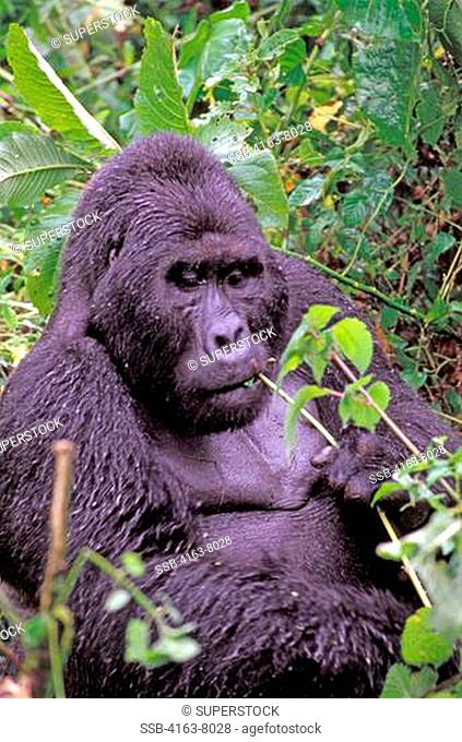 UGANDA, BWINDI IMPENETRABLE FOREST, MOUNTAIN GORILLAS, SILVERBACK FEEDING
