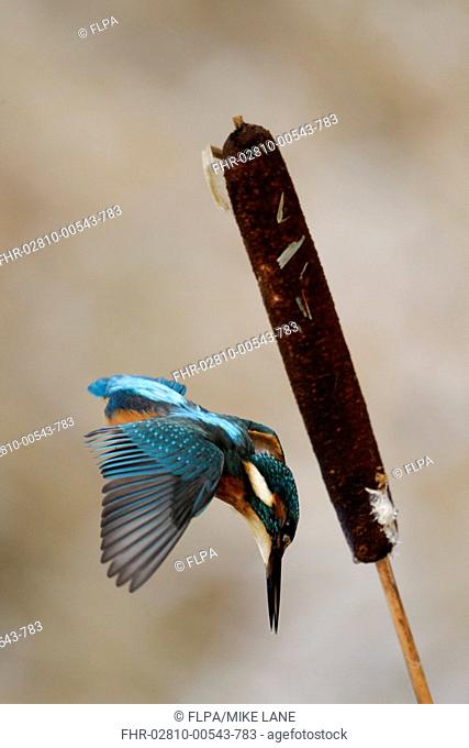 Common Kingfisher Alcedo atthis adult, in flight, diving from on reedmace seedhead in snow, Midlands, England, december