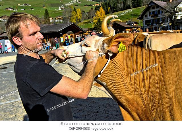 Mann legt einer Kuh ein Halfter an, Simmentaler Kühe an einer Viehschau, Lauenen, Kanton Bern, Schweiz / Man mounting a halter on a cow