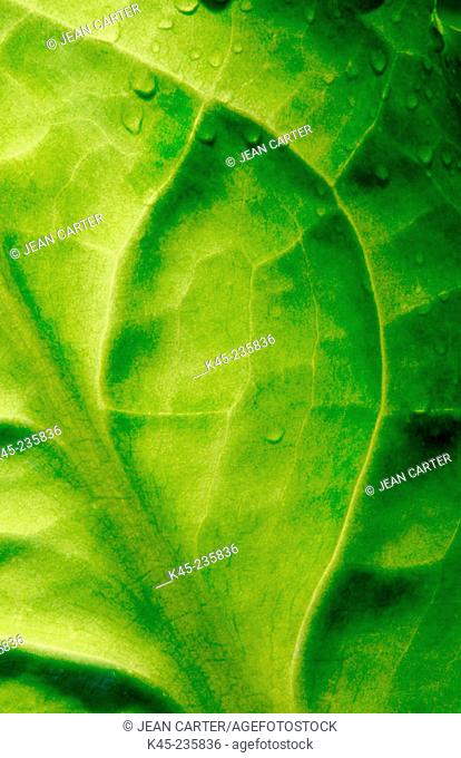 Skunkcabbage (Lysichitum Americanum), leaf detail. South Slough National Estuarine Reserve. Oregon. USA