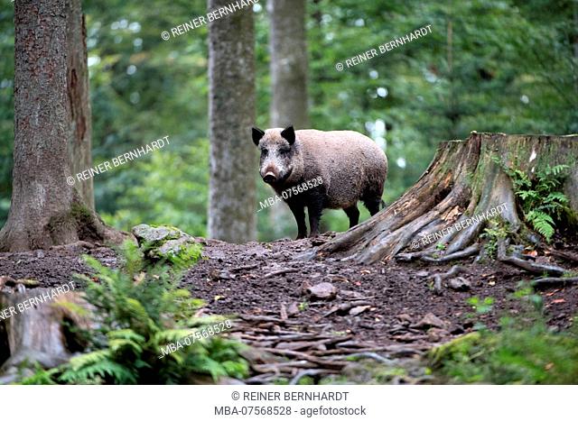 Wild boar, Sus scrofa scrofa, forest