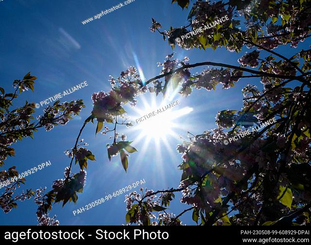 08 May 2023, Brandenburg, Teltow: The sun shines in cloudless weather against the backdrop of blossoming cherry trees in TV Asahi Cherry Blossom Avenue