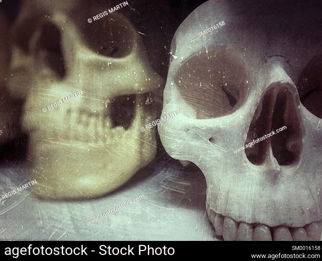 plastic human skulls, used to teach medical students