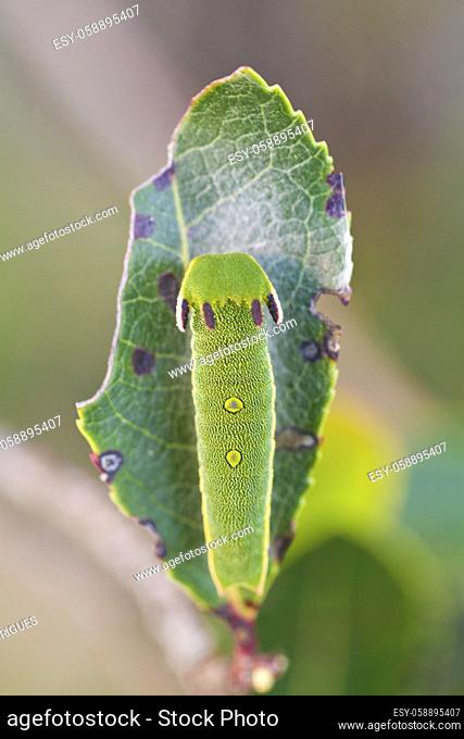 Close view of Arbutus Unedo caterpillar, Foxy Emperor (Charaxes jasius)