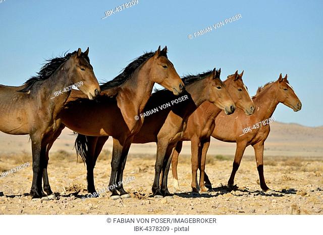 Desert Horses, Namib wild horses or Namib's (Equus ferus) near waterhole Garub, near Aus, Karas Region, Namibia