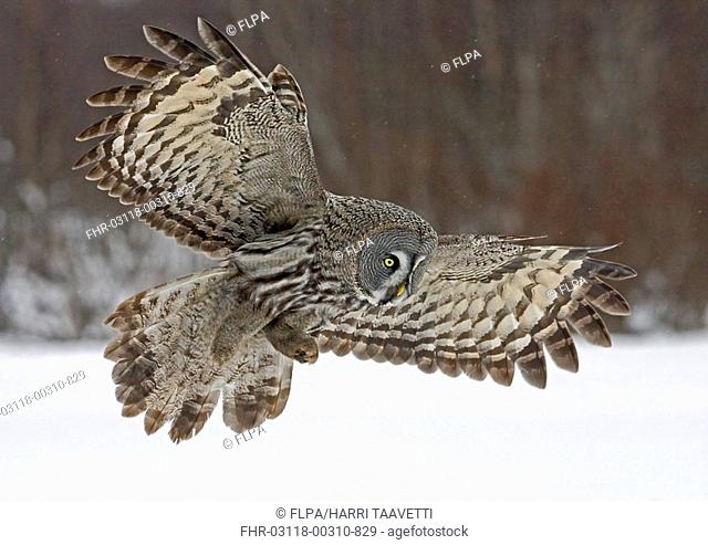 Great Grey Owl Strix nebulosa adult, in flight, hunting over snow covered field, Finland, march