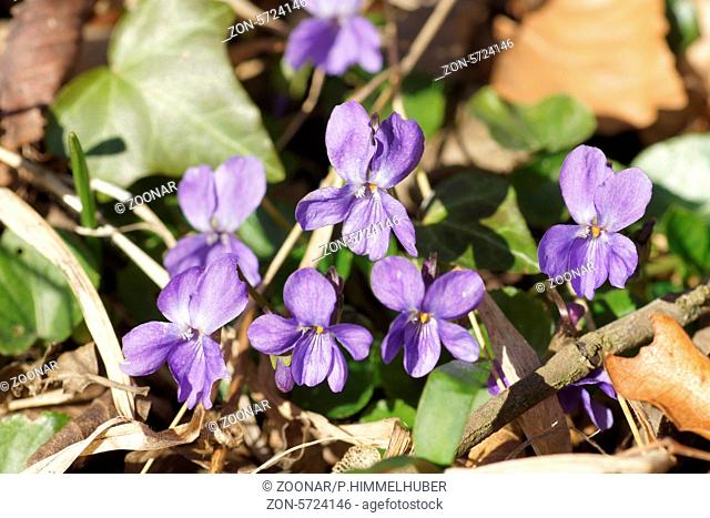 Viola odorata, Duftveilchen, Sweet violet