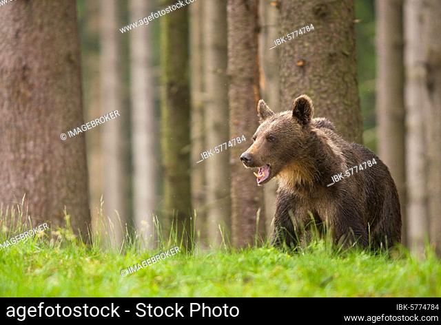 Brown bear (Ursus arctos), young animal in forest, National Park Mala Fatra, Slovakia, Europe