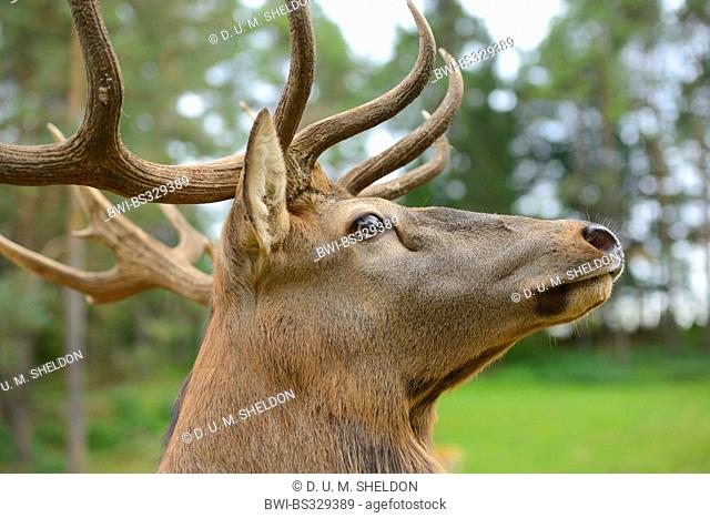 red deer (Cervus elaphus), portrait of a stag, Germany, Bavaria