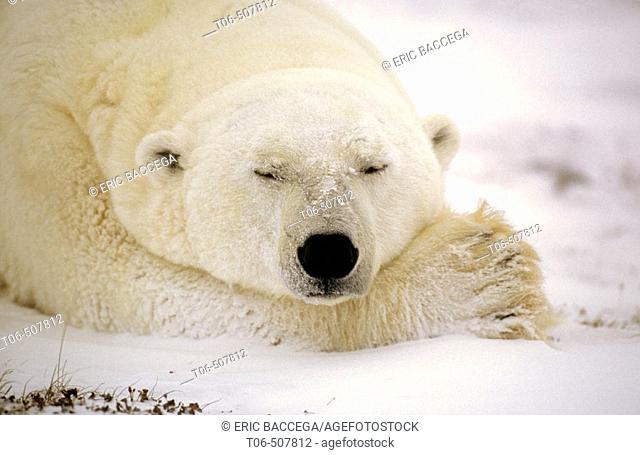 Portrait of male polar bear sleeping (Ursus maritimus). Churchill, Manitoba, Canada