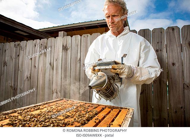 Beekeeper smoking bees in hive