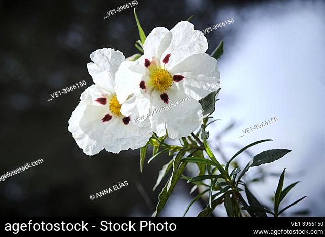 close-ups of Cistus comun in flower, Doñana, Andalucia, spain