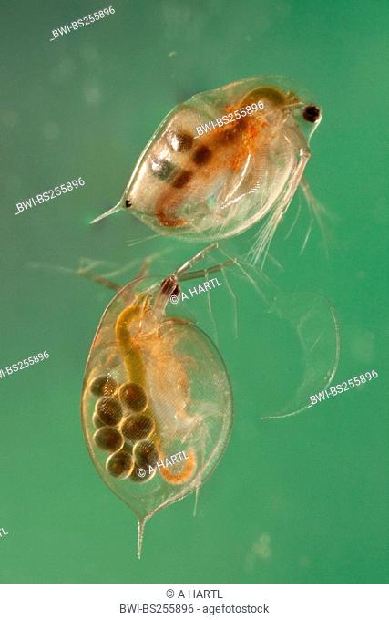 common water flea Daphnia pulex, females with subitan eggs and resting eggs in their brood pouch