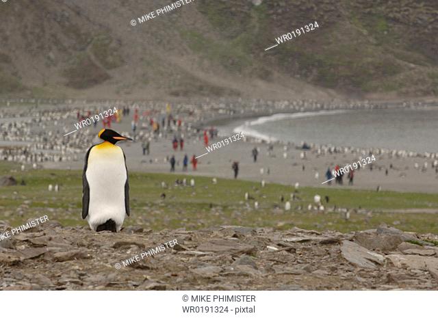 King Penguin Aptenodytes patagonica St Andrews Bay, South Georgia many people in background