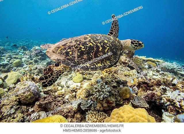 Philippines, Mindoro, Apo Reef Natural Park, a critically endangered hawksbill turtle (Eretmochelys imbricata)