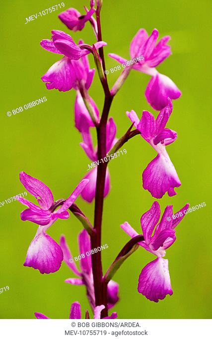 Loose-flowered orchid, or Lax-flowered Orchid - in wet meadow (Orchis laxiflora)