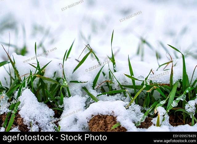 Wheat field covered with snow in winter season. Winter wheat. Green grass, lawn under the snow. Harvest in the cold. Growing grain crops for bread
