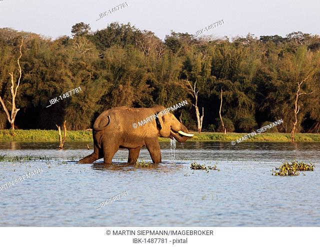 Asian, Asiatic or Indian elephant (Elephas maximus), male, Kabini Reservoir, Rajiv Gandhi National Park, Nagarhole National Park, Karnataka, South India, India