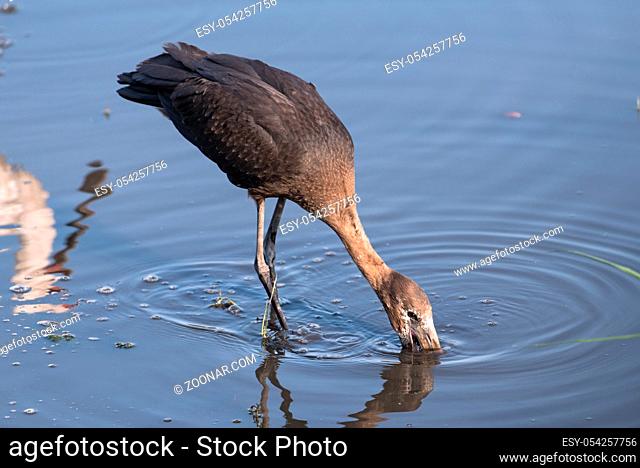 African openbill stork, Anastomus lamelligerus, eating in the Chobe River, Botswana