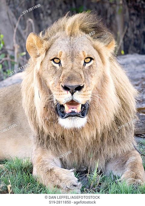 Botswana. Male Lion