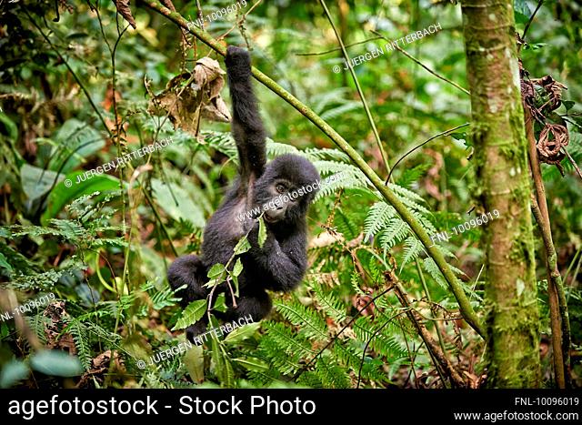 Mountain gorilla, Gorilla gorilla beringei, Bwindi Impenetrable National Park, Uganda, Africa